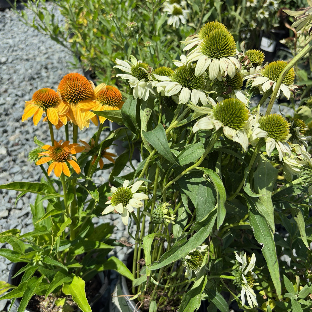 松果菊