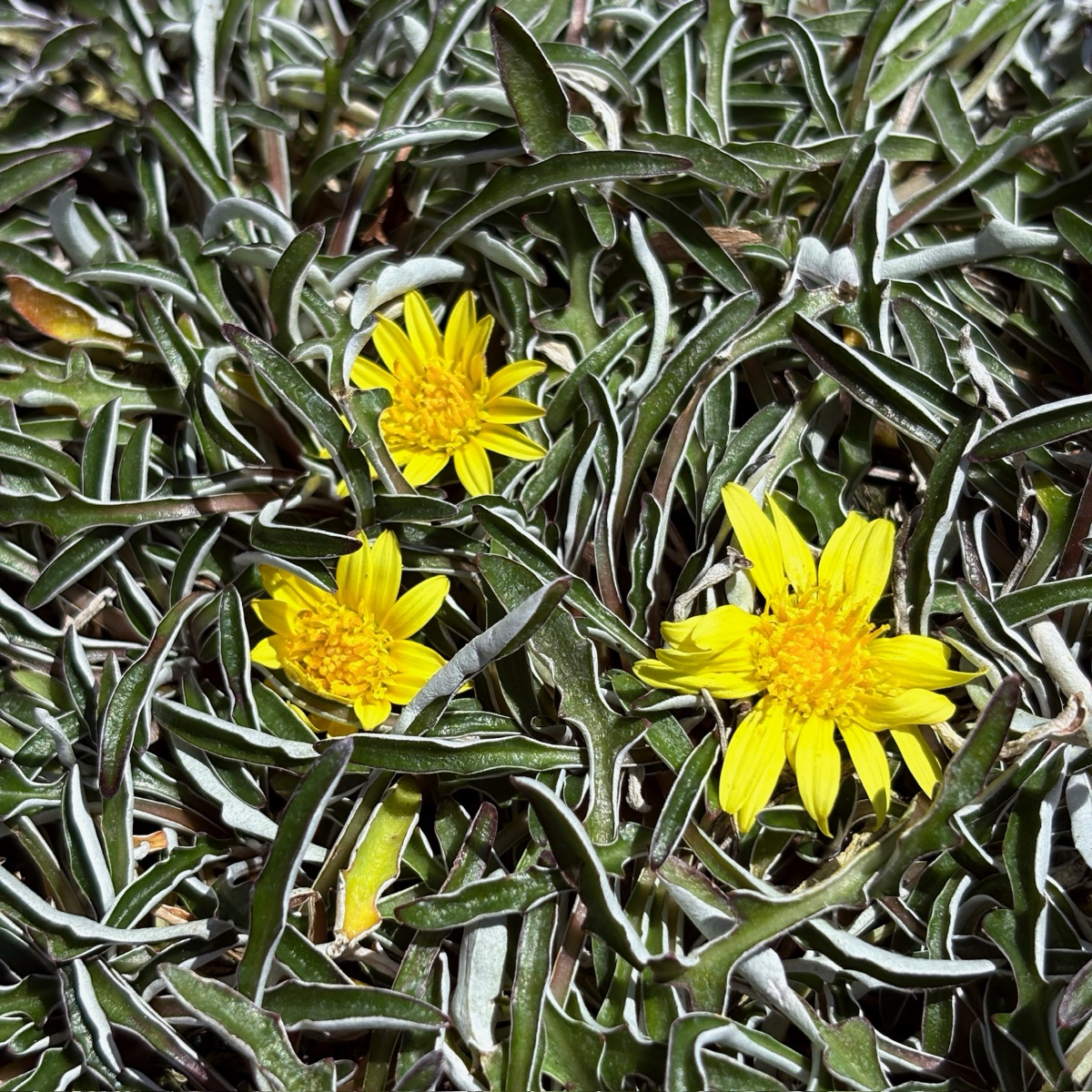 垫状灰毛菊