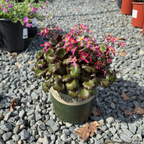 莓果亮虎耳草