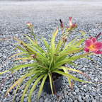 小事业萱草花