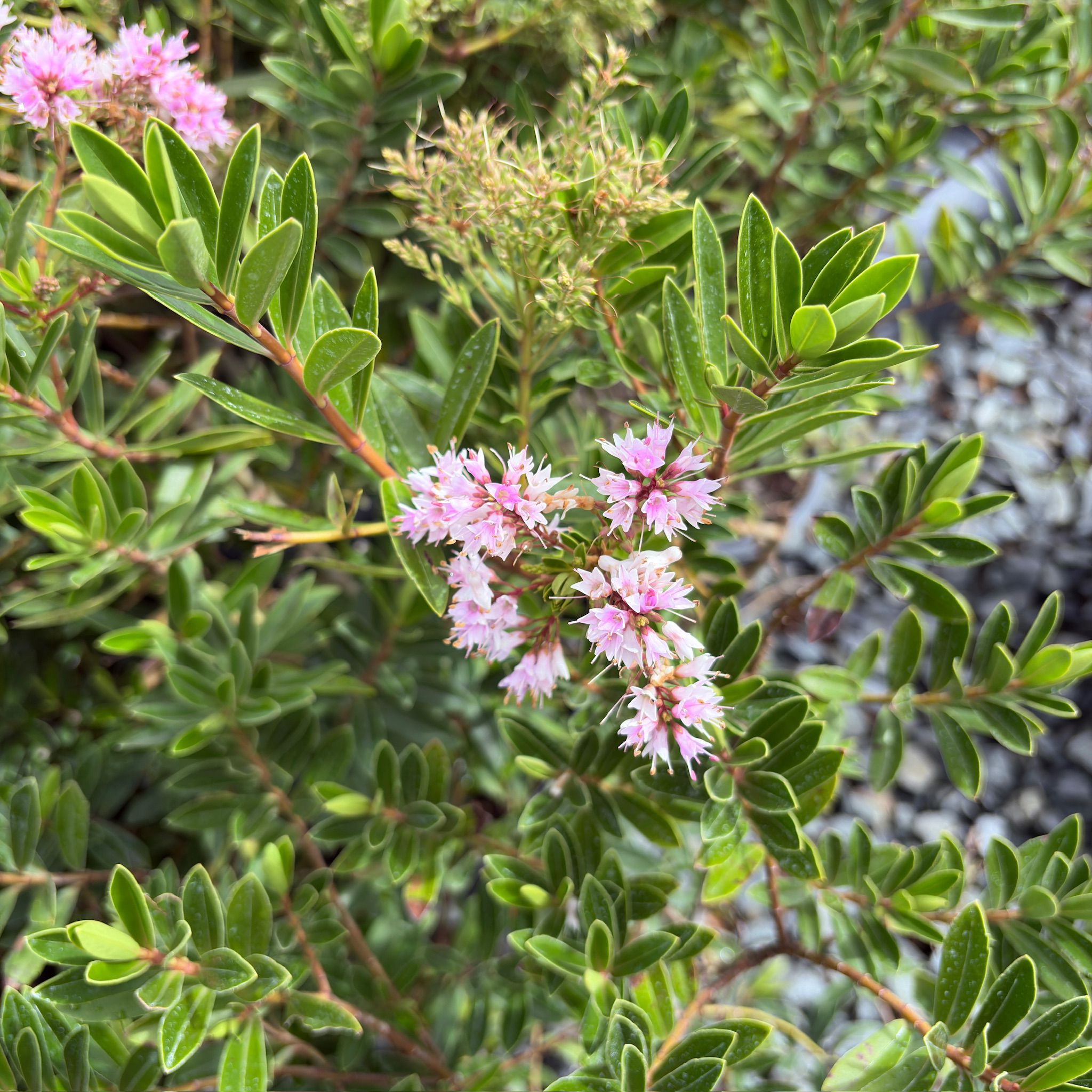 湖泊长阶花
