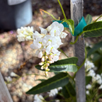 白花紫珊豆