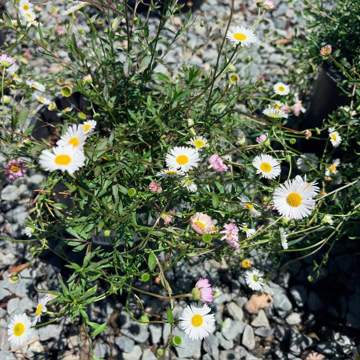 墨西哥雏菊
