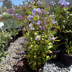Imperial Blue Cape Plumbago