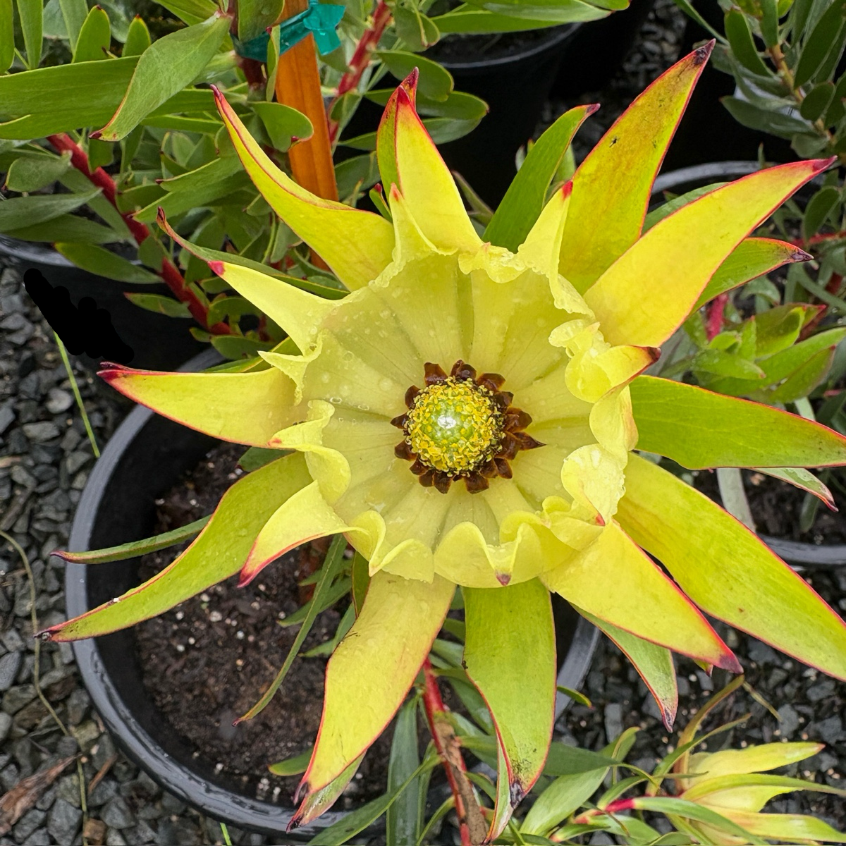 Close-up of a bright yellow flower on Inca Gold Cone Bush with green leaves in a pot.