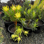 Row of potted Inca Gold Cone Bush with yellow and green leaves on a gravel surface.