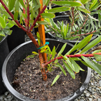 Potted Inca Gold Cone Bush with red and green leaves in a garden setting