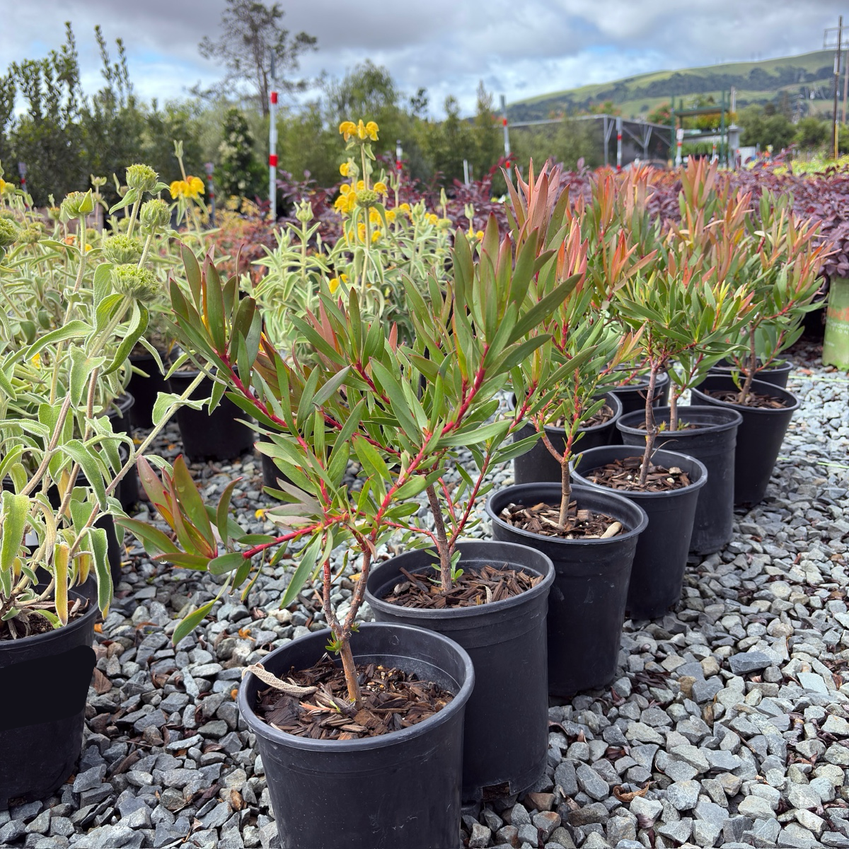 Inca Gold Cone Bush