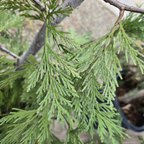 Incense Cedar 