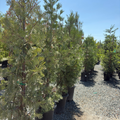 Incense Cedar