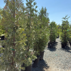 Incense Cedar