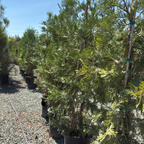 Incense Cedar 