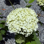 Incrediball®  Smooth Hydrangea