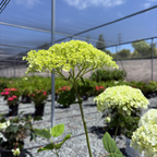 Incrediball®  Smooth Hydrangea