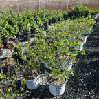 Incrediball®  Smooth Hydrangea