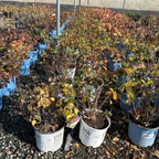 Incrediball®  Smooth Hydrangea
