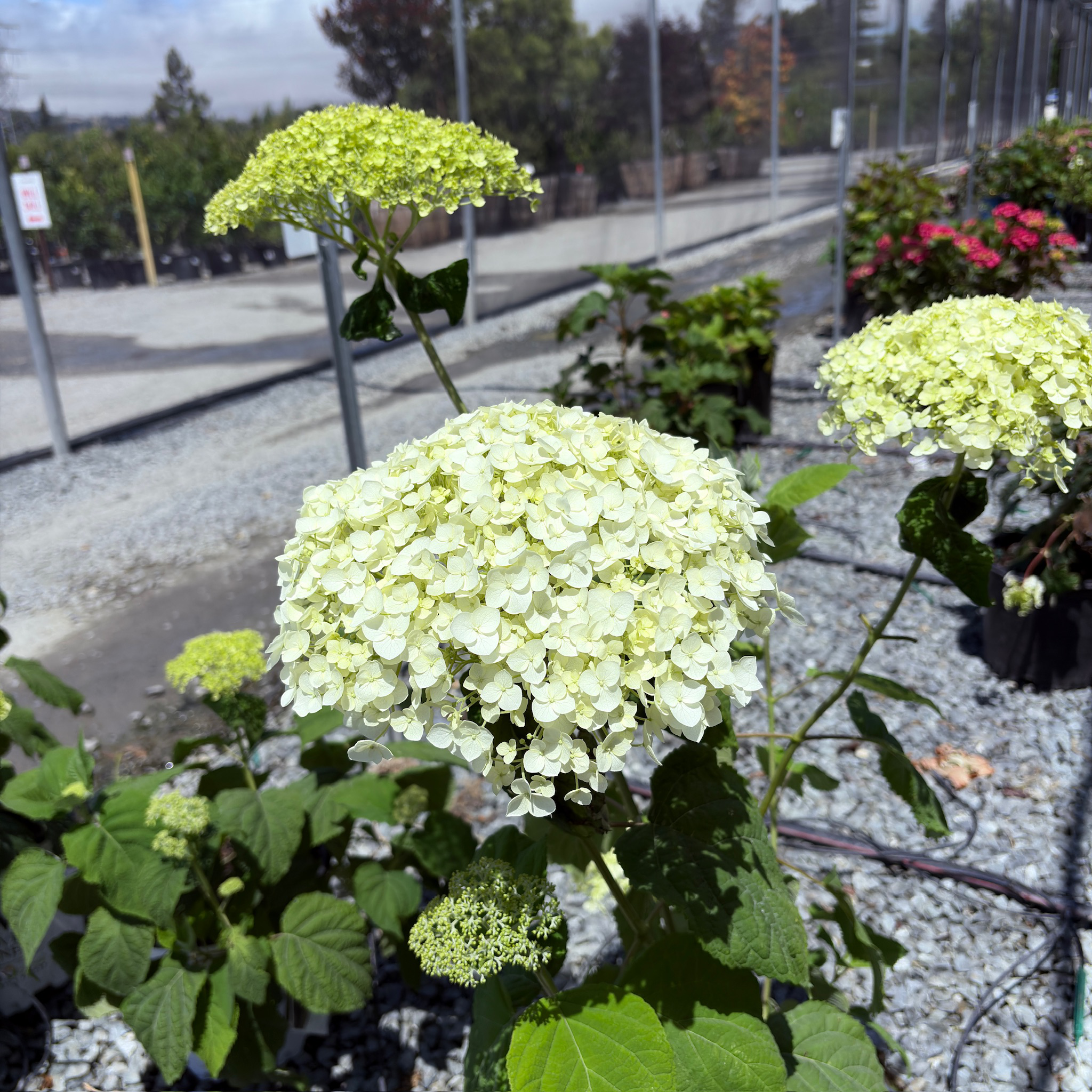 Incrediball®  Smooth Hydrangea