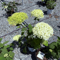 Incrediball®  Smooth Hydrangea