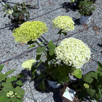 Incrediball®  Smooth Hydrangea