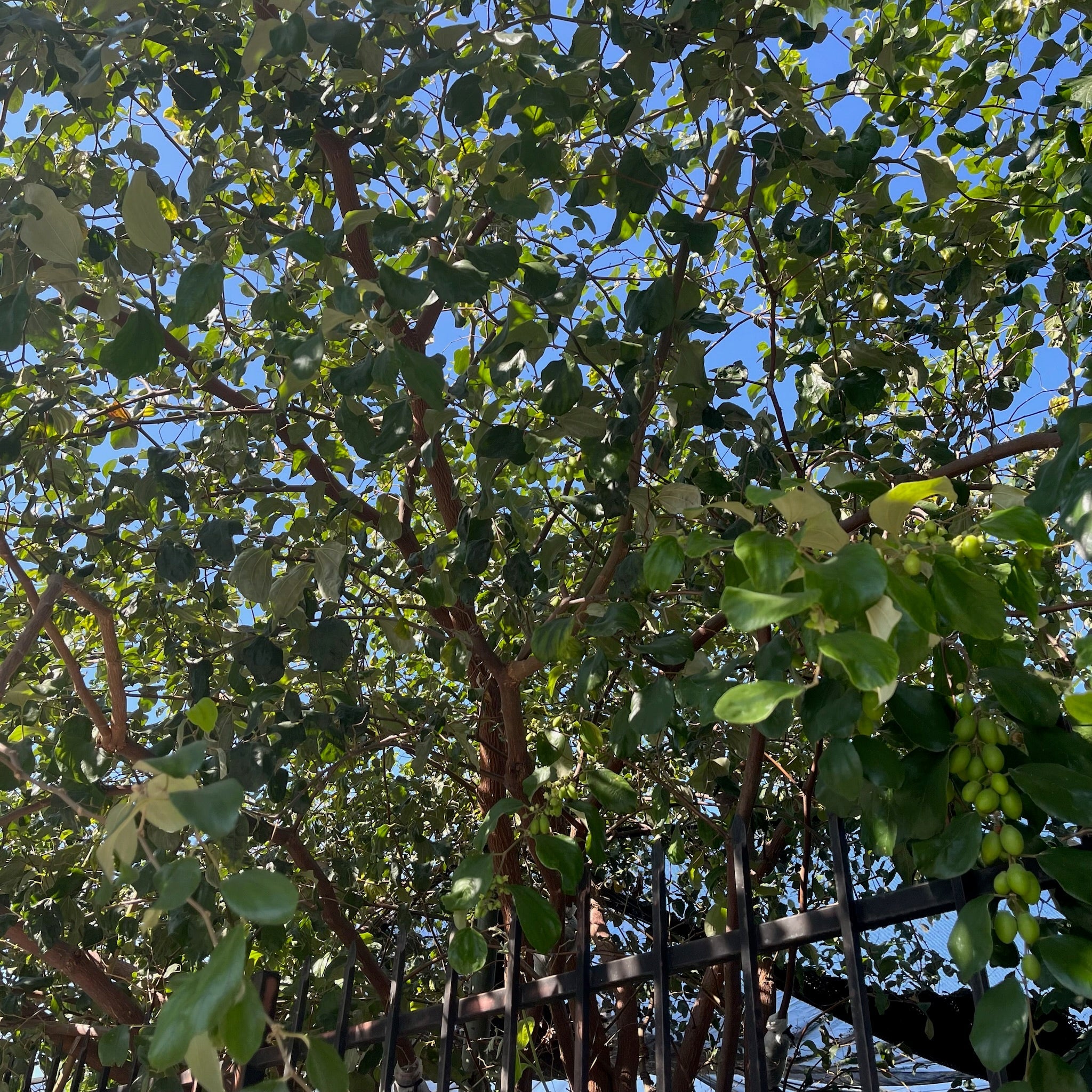 Ziziphus mauritiana ‘Indian Jujube’ (Indian Jujube) Tree with green leaves against a blue sky