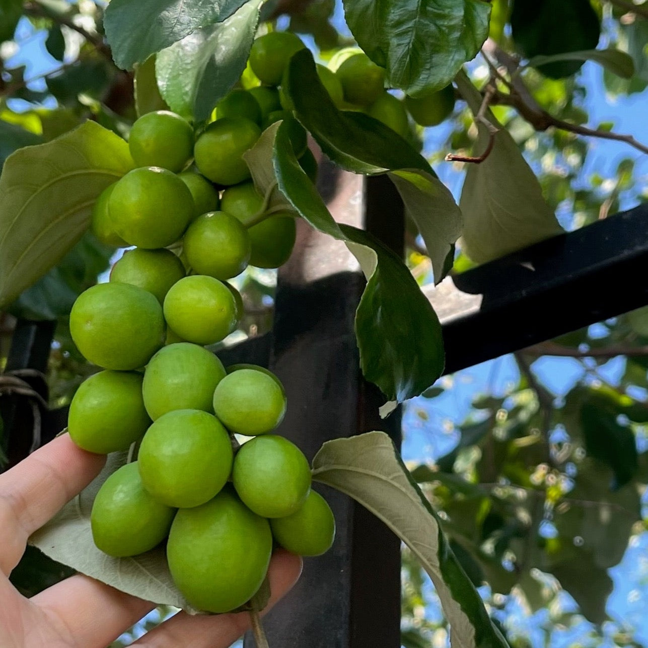 Hand holding a bunch of green Ziziphus mauritiana ‘Indian Jujube’ (Indian Jujube) with a tree in the background