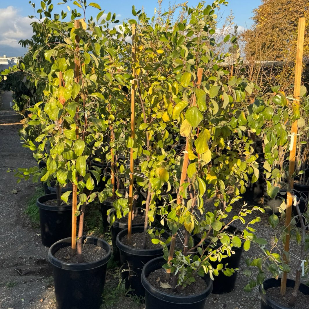 Row of potted Ziziphus mauritiana ‘Indian Jujube’ (Indian Jujube) plants with green leaves and brown stems in a garden setting.