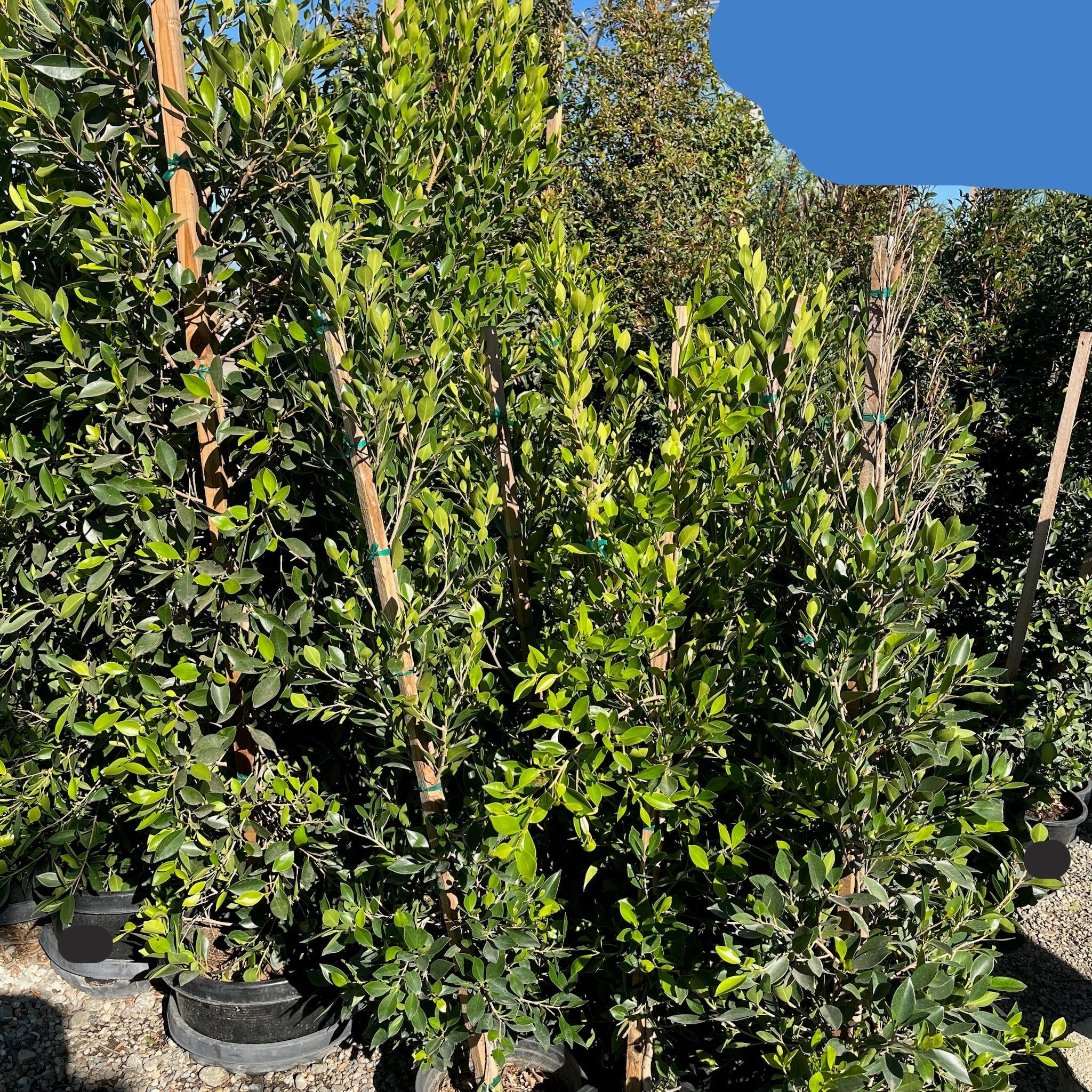 Row of 5-gallon potted Indian Laurel Fig column trees (Ficus nitida) with lush green foliage under a cloudy sky
