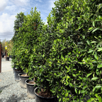 Row of 15-gallon potted Indian Laurel Fig trees (Ficus nitida) with lush green foliage under a cloudy sky
