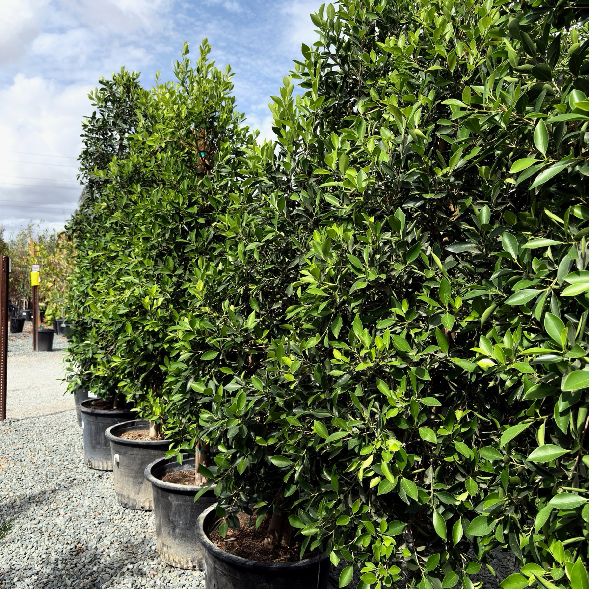 Row of 15-gallon potted Indian Laurel Fig trees (Ficus nitida) with lush green foliage under a cloudy sky
