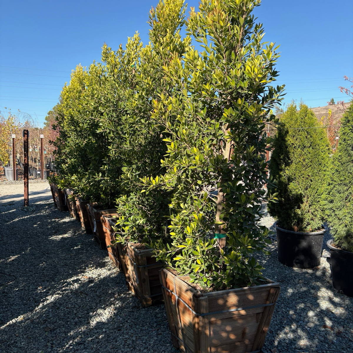 Row of 24-inch box Indian Laurel Fig trees (Ficus nitida) in a nursery setting under a clear blue sky