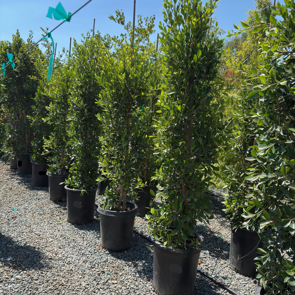 Indian Laurel Fig