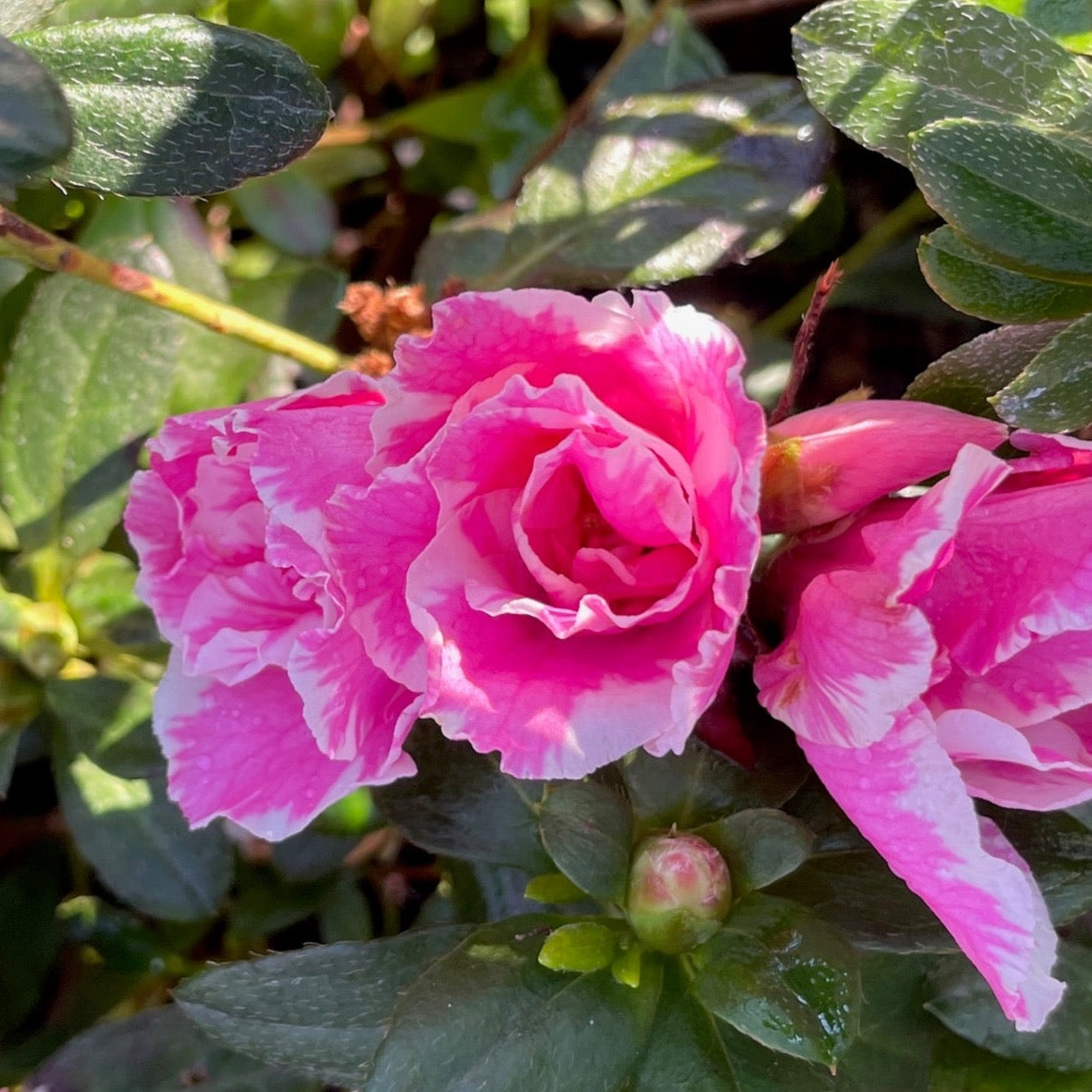 Inga Azalea