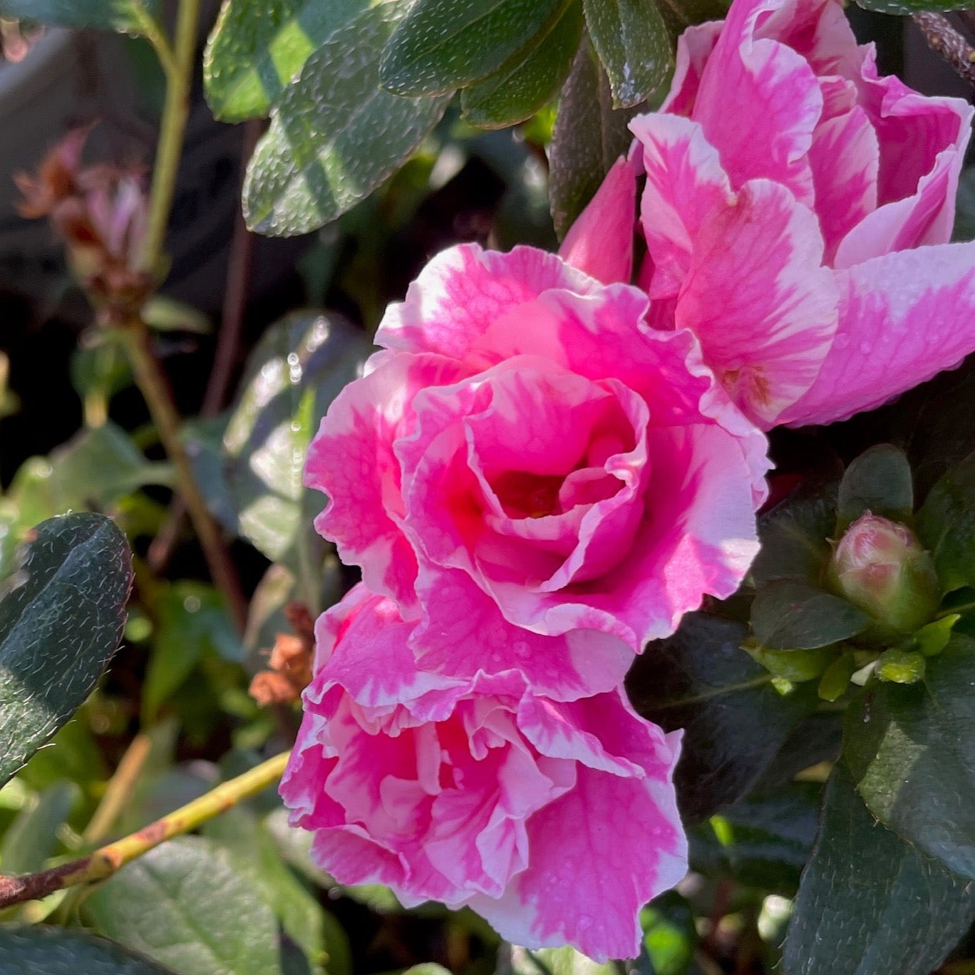 Inga Azalea