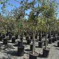 Interior Live Oak