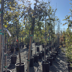 Interior Live Oak