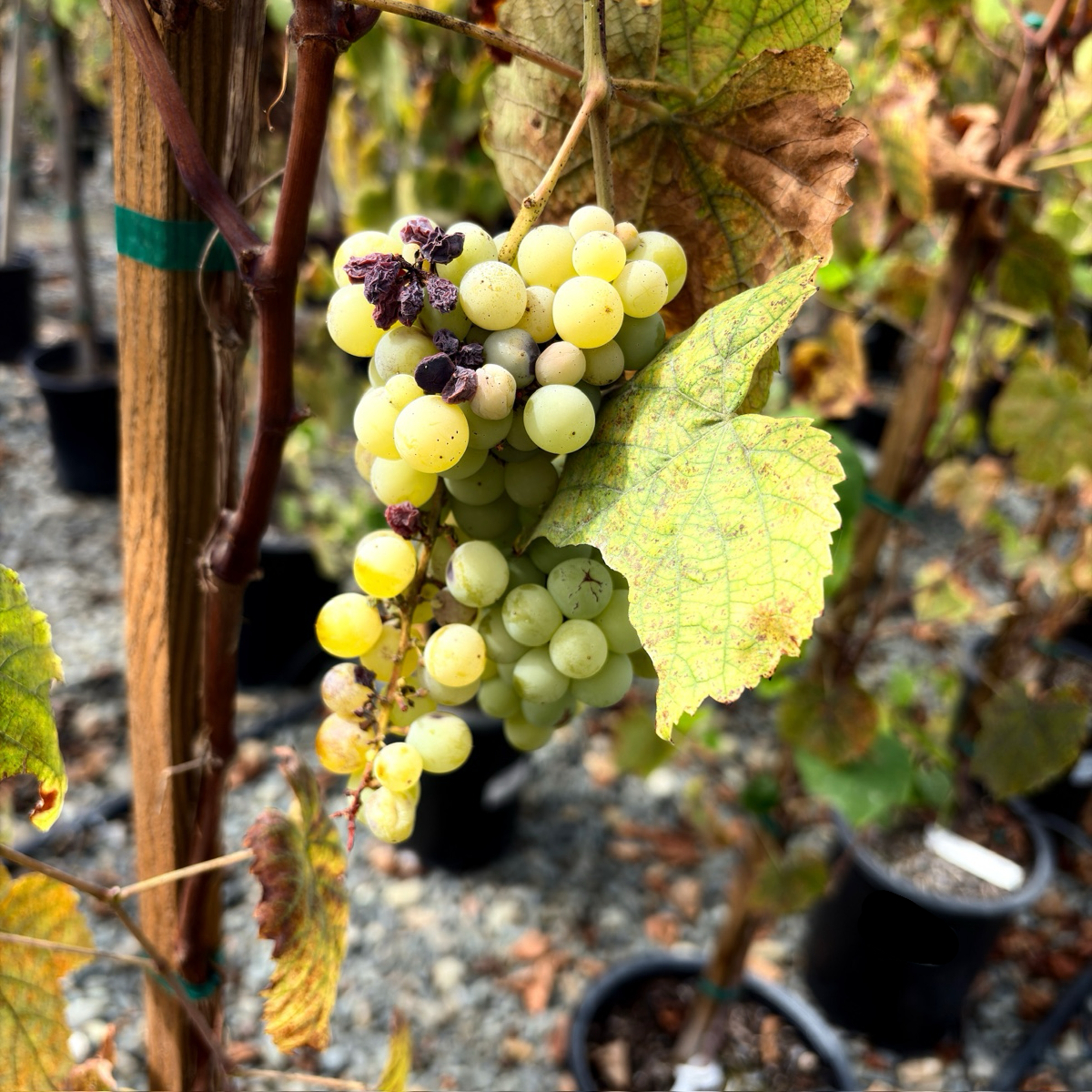 Interlaken Grape 