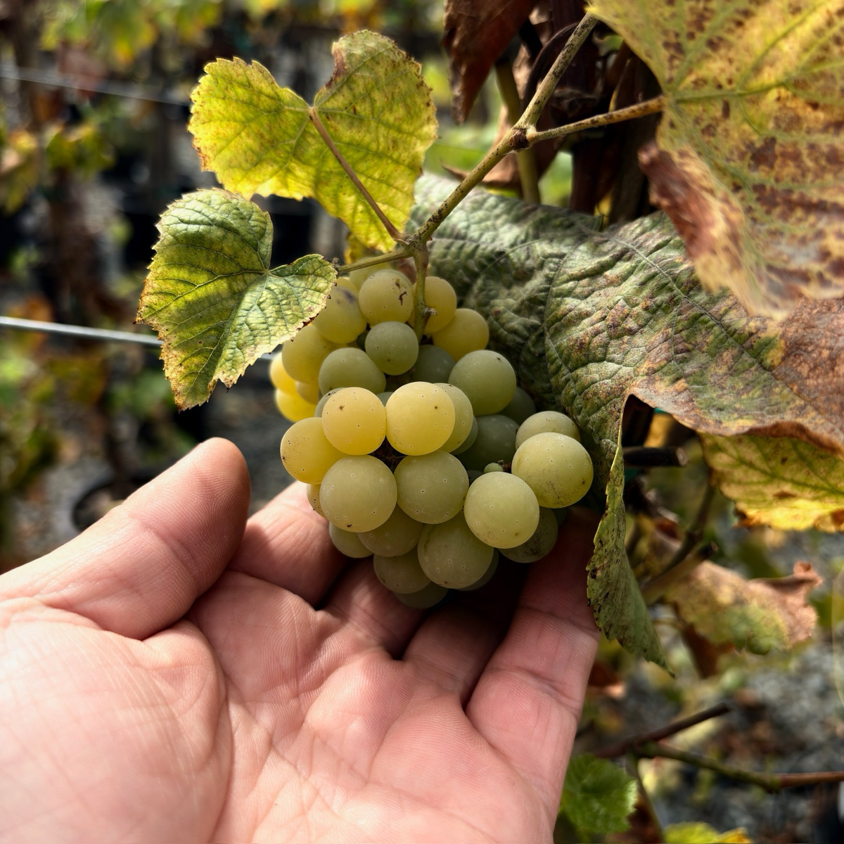 Interlaken Grape 