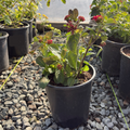 Irene Bush Lantana