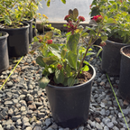 Irene Bush Lantana