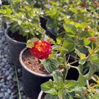 Irene Bush Lantana