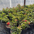 Irene Bush Lantana