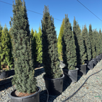 Irish Yew