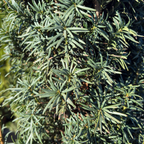 Irish Yew
