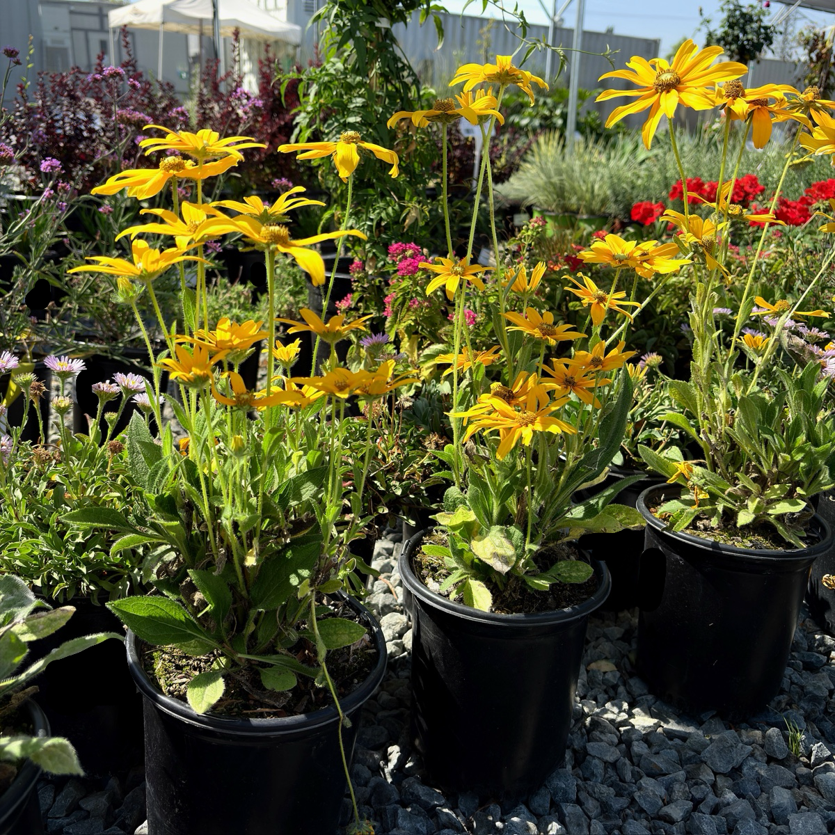 Irush Eyes Gloriosa Daisy