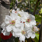 Ishiiwase Asian Pear