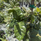 Island Oak