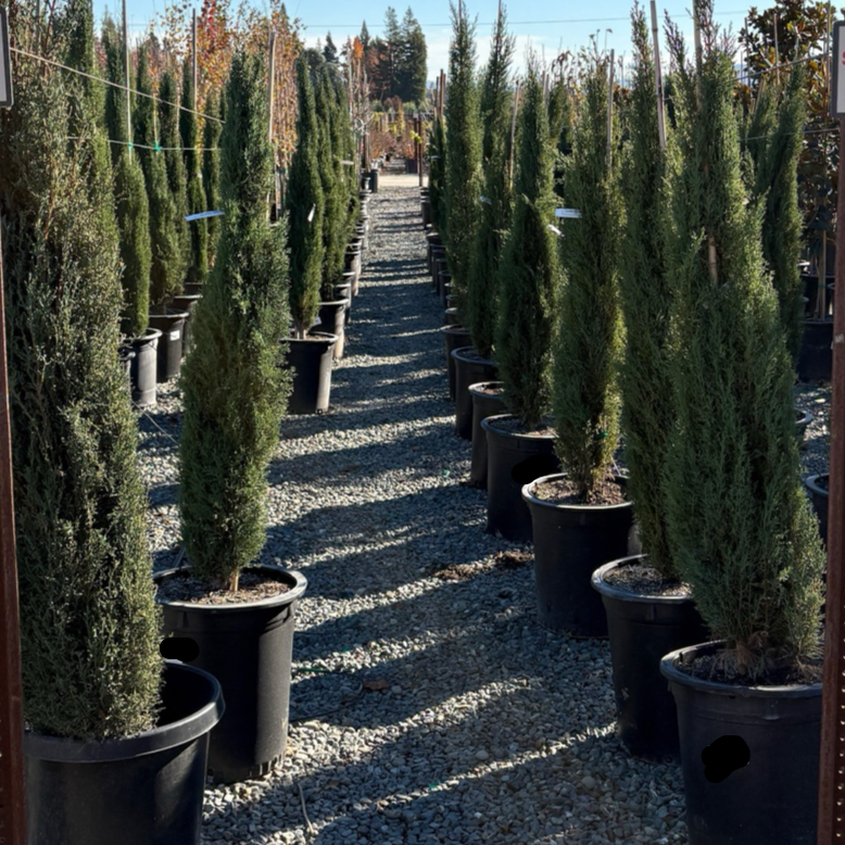 Italian Cypress