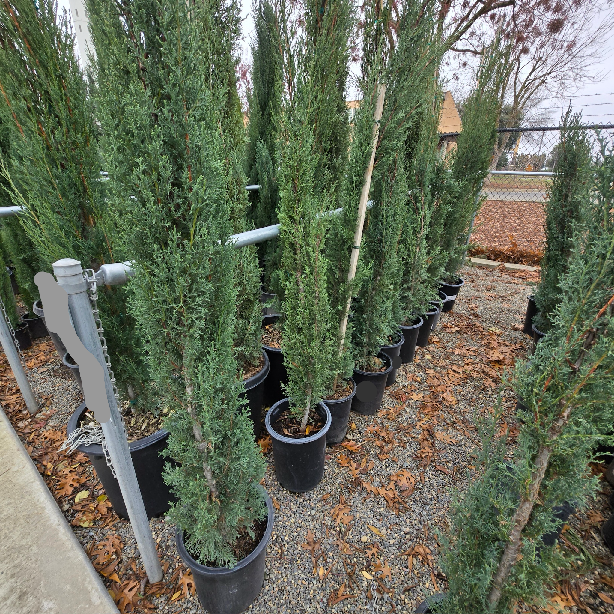 Italian Cypress