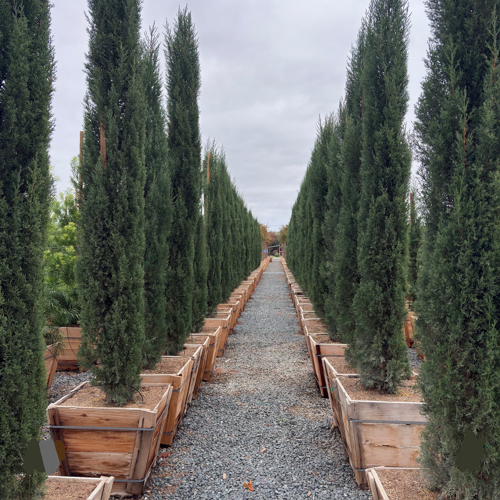 Italian_Cypress