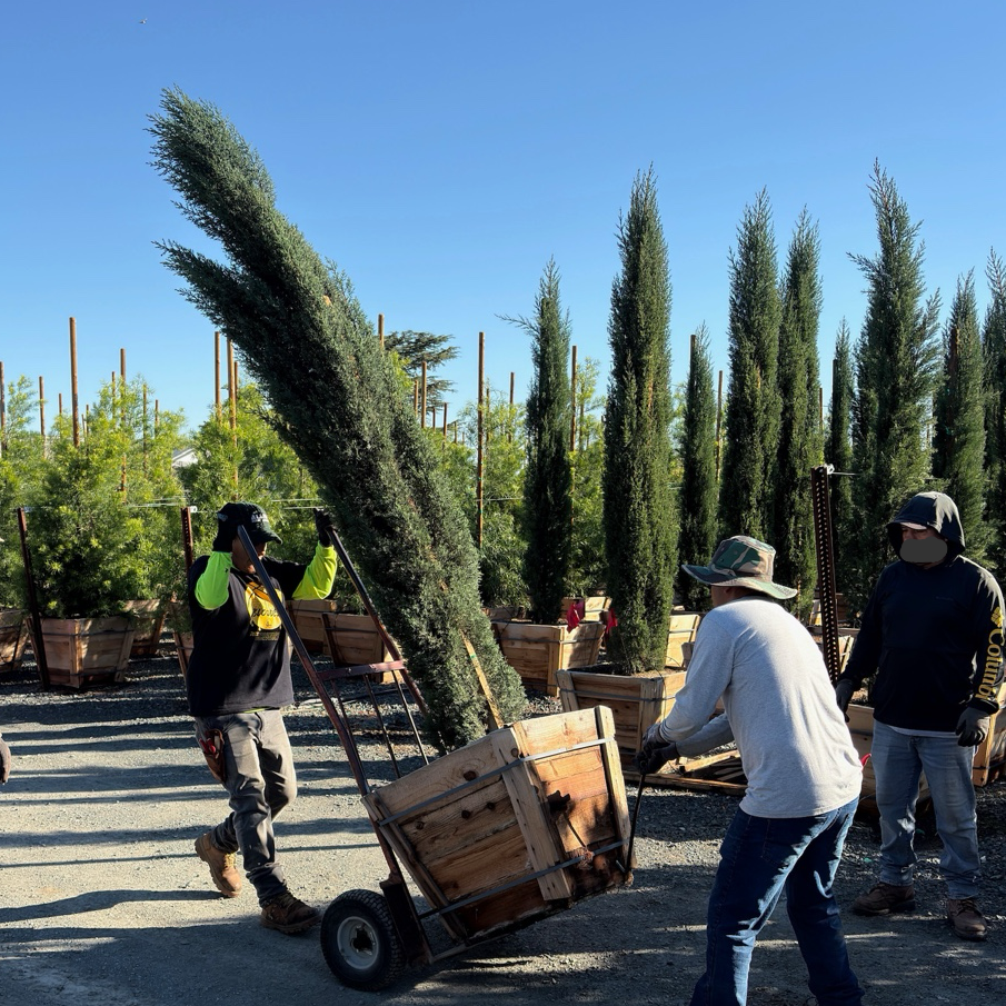 Italian Cypress